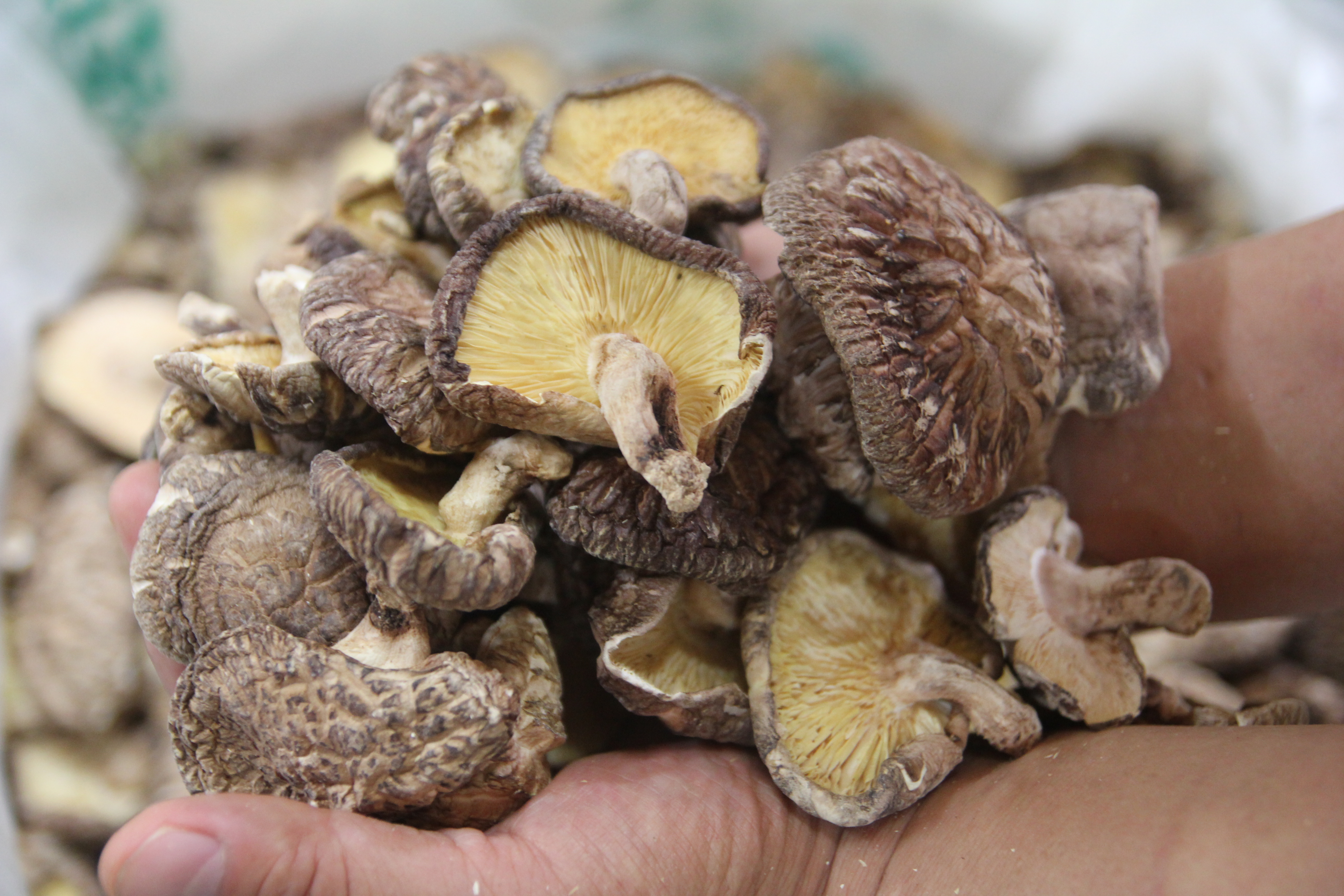 ���500g(��ũ)